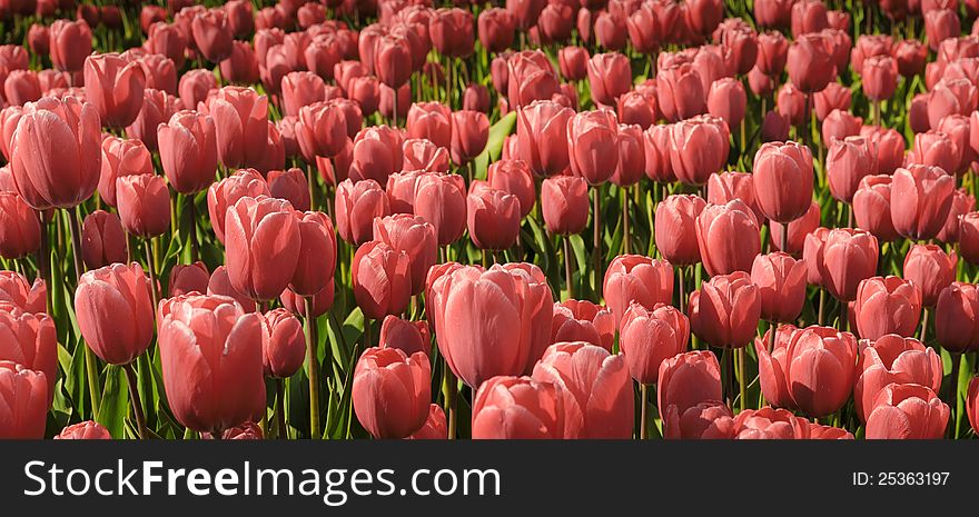 Sunny field of pale red tulips