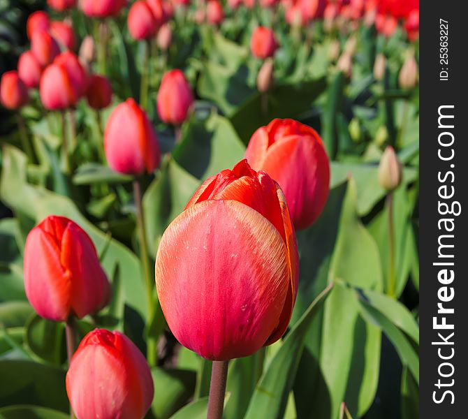 Sunny field of red tulips. Sunny field of red tulips