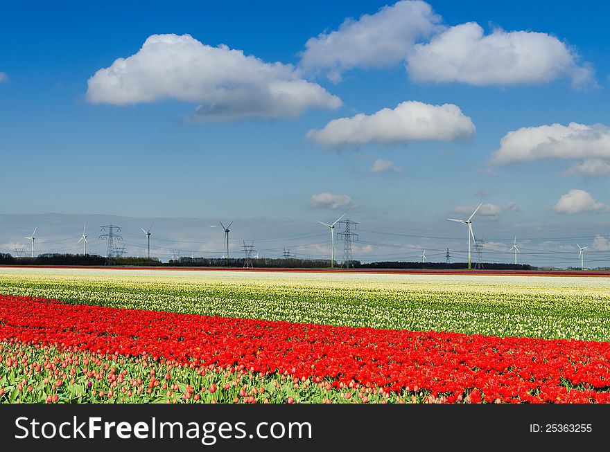 Very large field of tulips and wind turbines