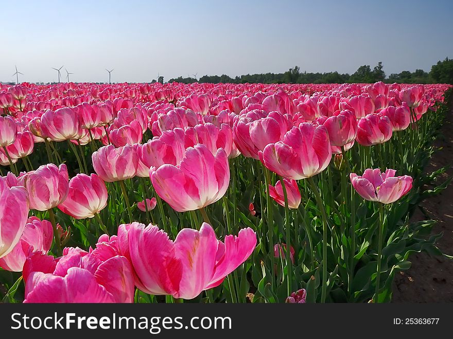 Large field of pink tulips in the sun. Large field of pink tulips in the sun