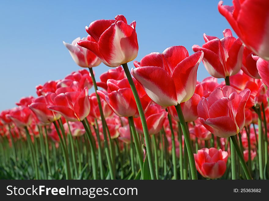 Forest of Red Tulips