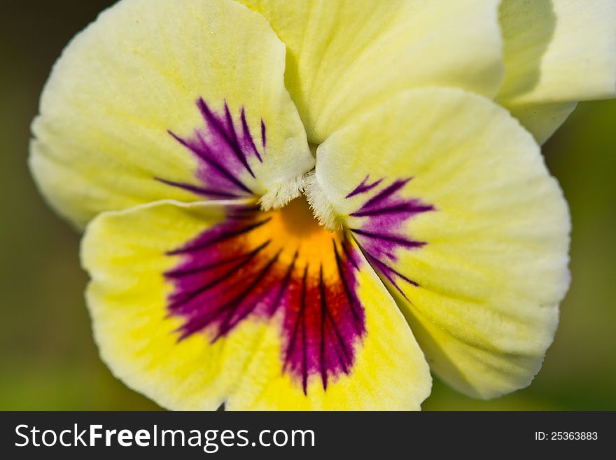 Heartsease flower closeup