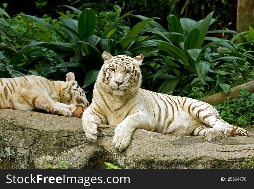 Two white tigers lying at the Singapore Zoo.