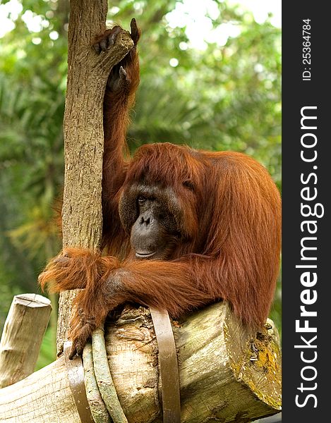 Hairy orangutan sitting at a tree at the Singapore Zoo.