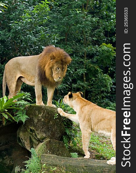 Male and female lions at the Singapore Zoo.