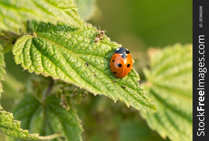 A ant sitting next to a ladybird. A ant sitting next to a ladybird