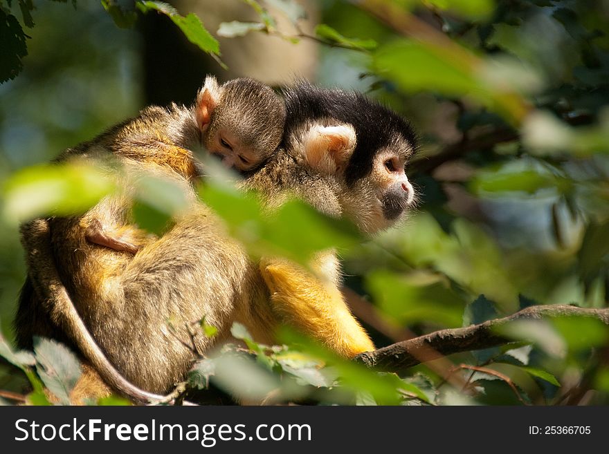 Bolivian squirrel monkey with young on back in the trees