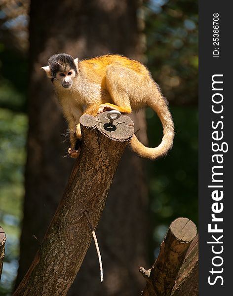 Bolivian squirrel monkey in tree