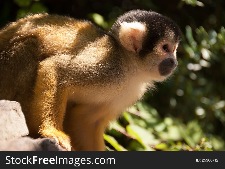 Bolivian squirrel monkey in tree waiting for food