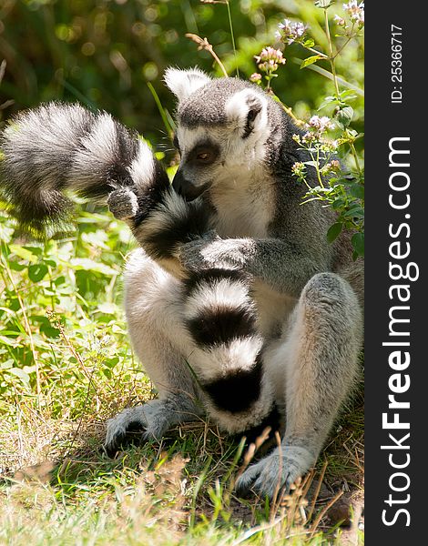 A ring-tailed lemur maintains its long tail