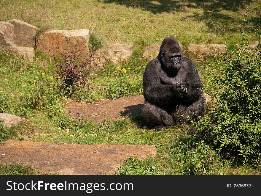 A gorilla sitting in the sun on a rocky ground