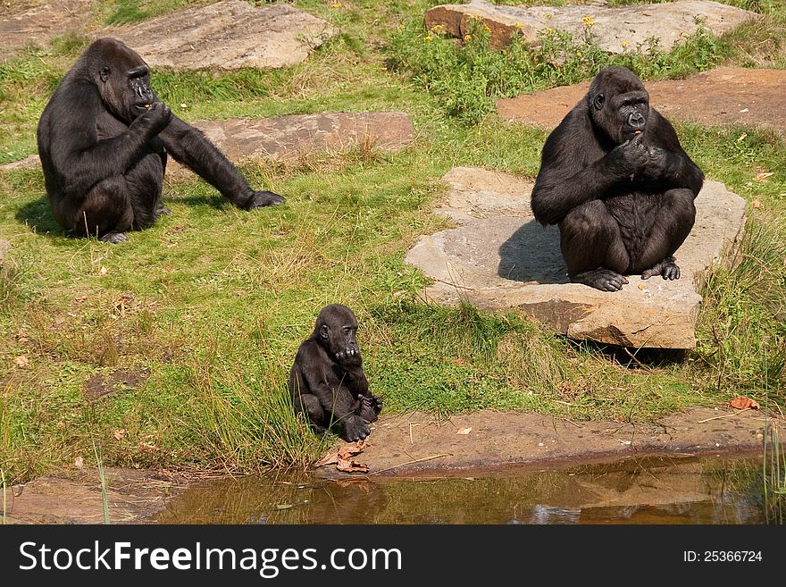 A gorilla family eating in the sun on a rocky ground