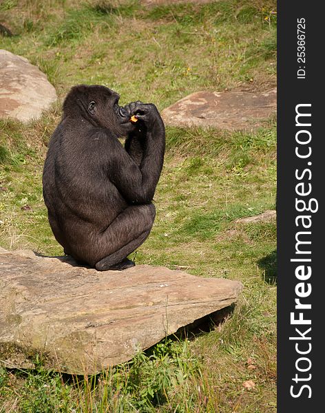 A gorilla eating in the sun on a rocky ground. A gorilla eating in the sun on a rocky ground