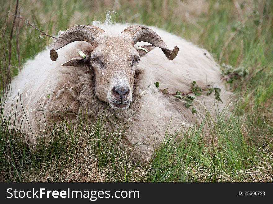 A male sheep ruminating on the grass