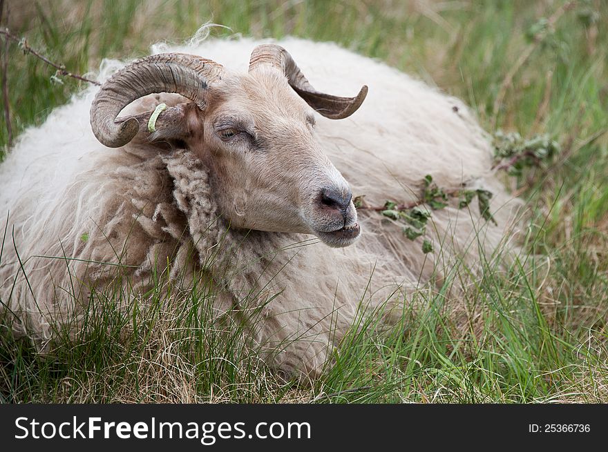A male sheep ruminating on the grass