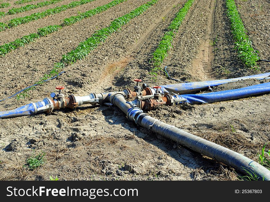 Water pipes used for watering tomatoes rows in a field