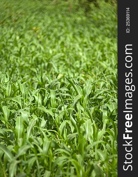 This corn field is vivid green in the summer sunlight. This corn field is vivid green in the summer sunlight