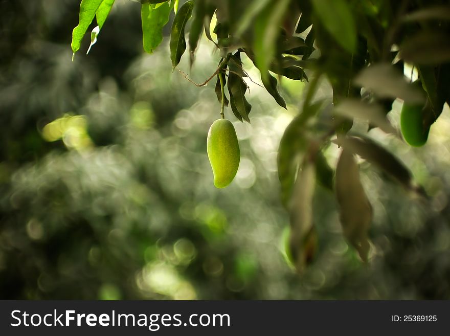 Green bunch of mangoes on  tree focus on single mango. Green bunch of mangoes on  tree focus on single mango