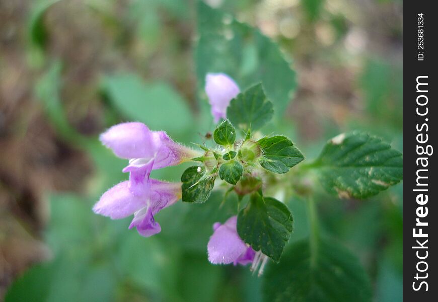 Purple Forest Flower In Macro Photography