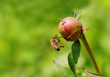 Bud Of Peony. Stock Photo Bud Of Peony. Stock Photo