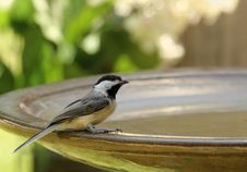 Black-capped Chickadee Stock Images