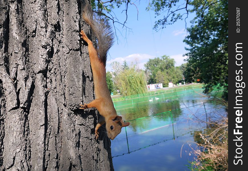The photo of one of squirrels zhivushchey in park of Saratov. The photo of one of squirrels zhivushchey in park of Saratov.