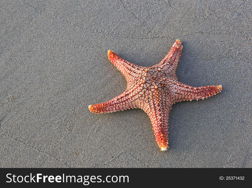 Starfish on a wet beach sand