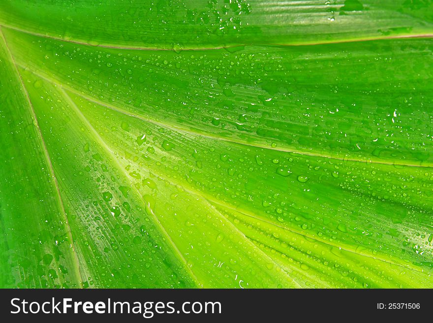 Water drops on fresh green leaves