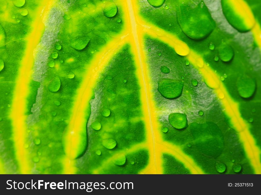 Water drops on fresh green leaves. Water drops on fresh green leaves