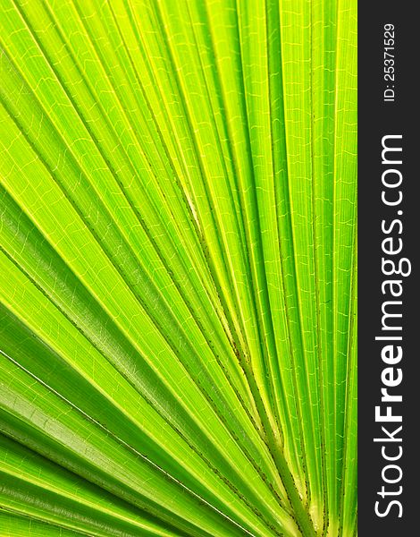 Tropical leaves palm for background. Tropical leaves palm for background