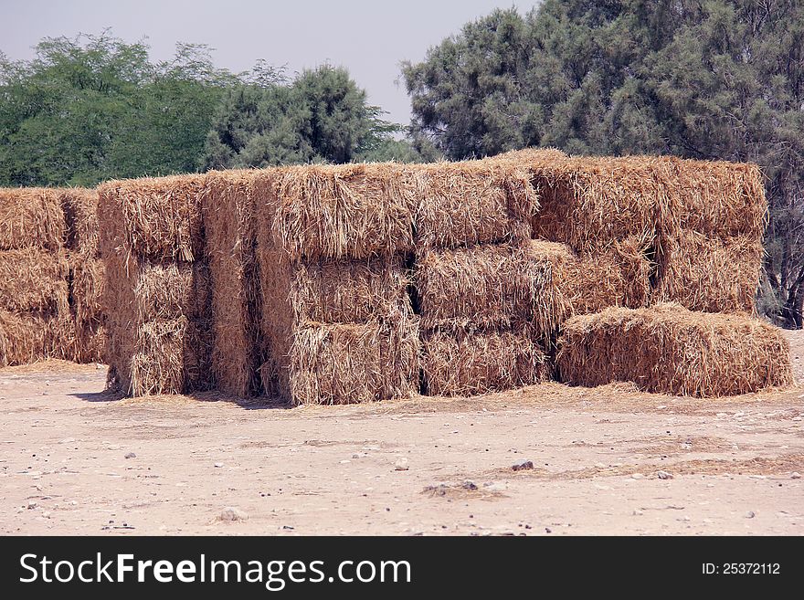 Square bales of straw.  Harvest time. Camel farm. Dromedary. Negev Desert , Israel