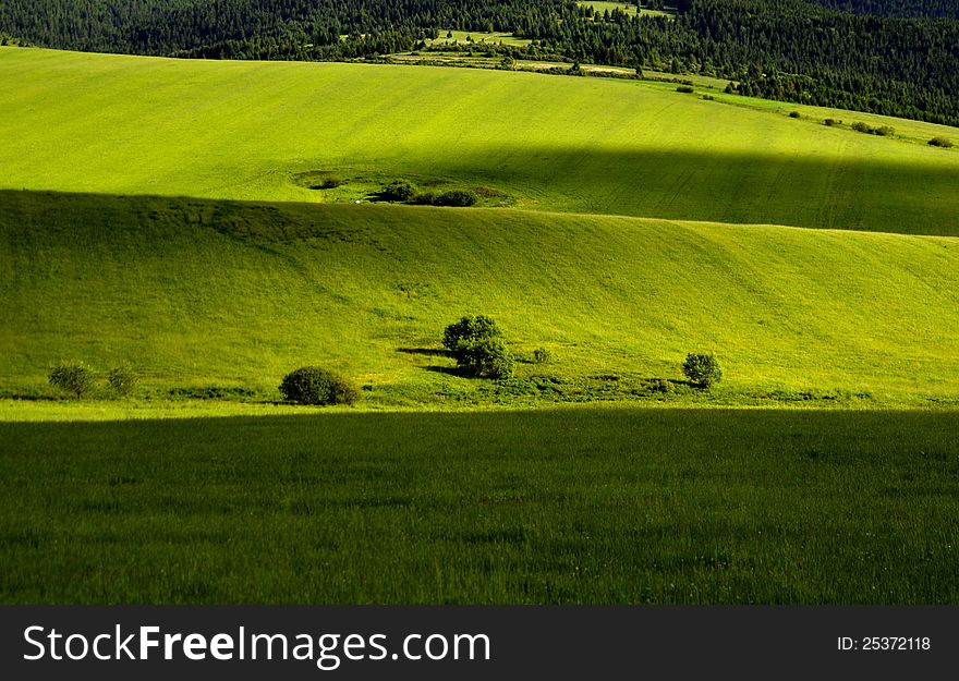 Green meadow summer scene outdoor