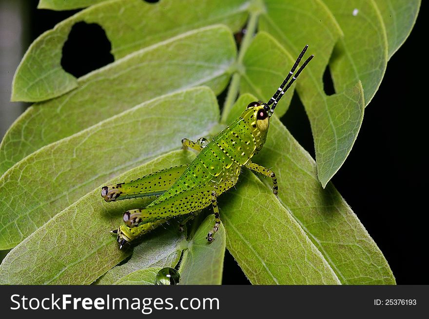 The young grasshopper was found in my back yard. The young grasshopper was found in my back yard