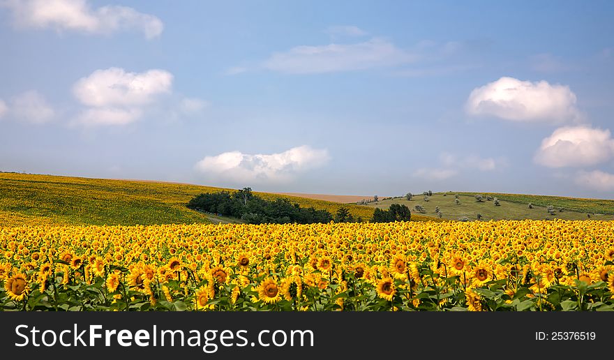 A field of sunflowers. In the middle ground in the woods.
