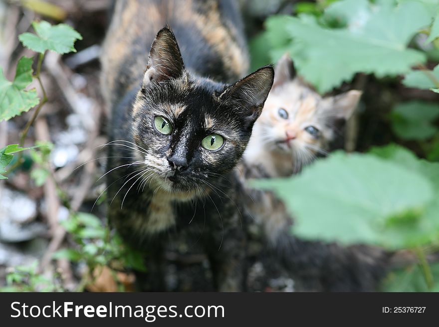 Portrait of a street cat. In the background is blurred a kitten.