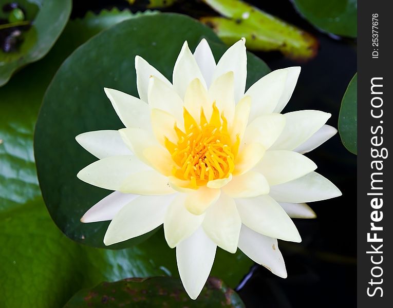 The white lotus.