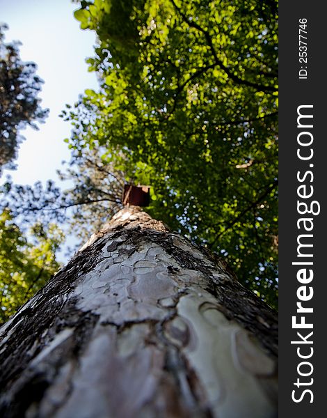 Tree bark with treetop on sunny day