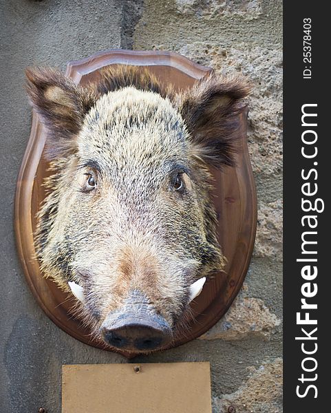 Wild boar head taxidermy on stone wall. Small empty sign for your text