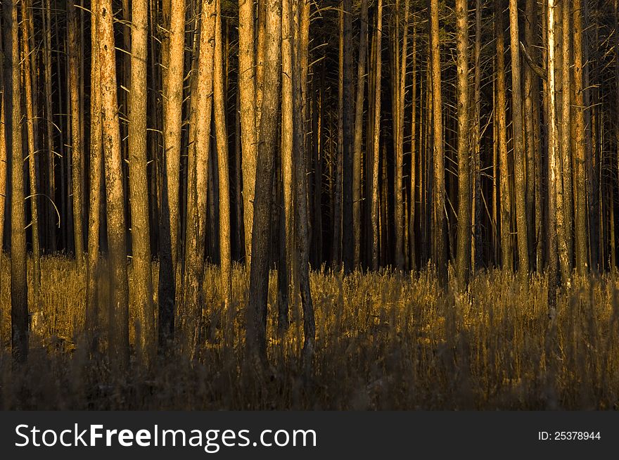 Pine trees at sunset, forest summer. Pine trees at sunset, forest summer