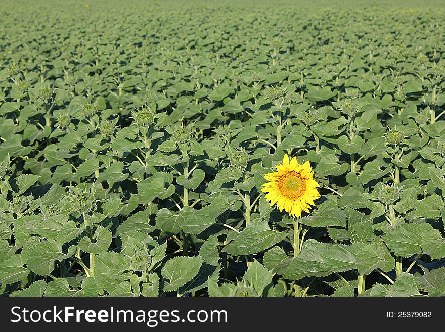 The first blooming sunflower in the field