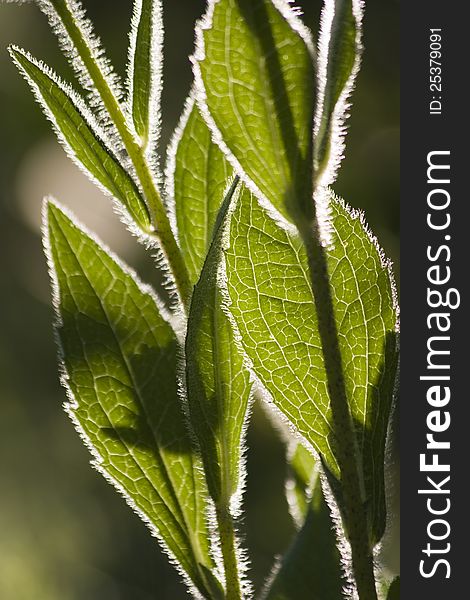 Detail the structure of green leaves backlit