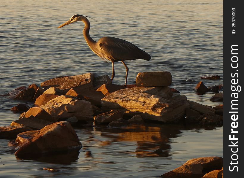 A Great Blue Heron fishing on a river.