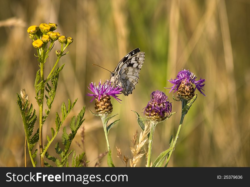 Butterfly sitting on cornflower meadow. Butterfly sitting on cornflower meadow