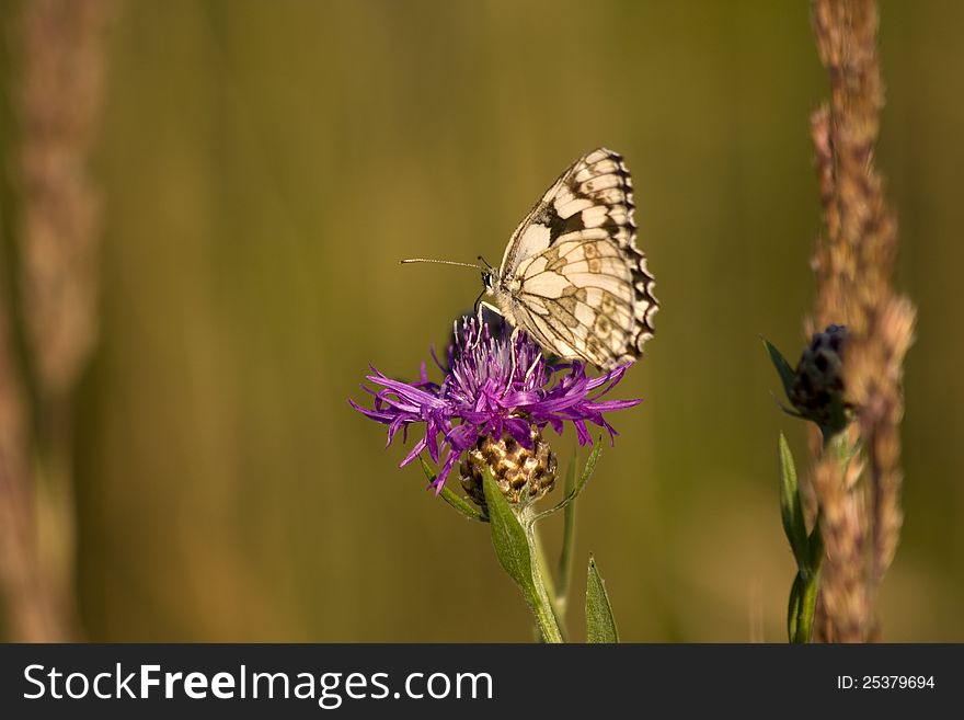 Butterfly sitting on cornflower meadow. Butterfly sitting on cornflower meadow