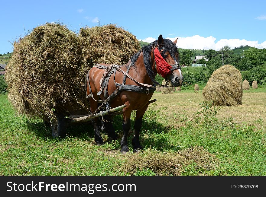 Horse staying on autumnal hill with haycock. Horse staying on autumnal hill with haycock