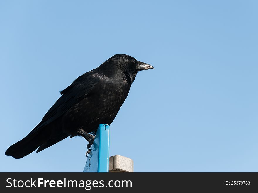 Crow on a shield against a blue sky
