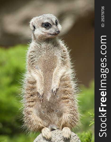 Meerkat standing on a rock. Meerkat standing on a rock