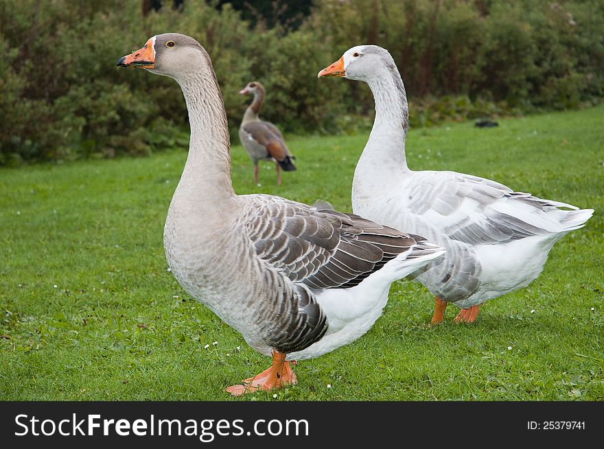 Two gray geese with a Nile goose in the background. Two gray geese with a Nile goose in the background