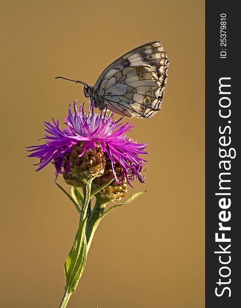 Butterfly sitting on a meadow cornflower, flower with a butterfly on a brown background. Butterfly sitting on a meadow cornflower, flower with a butterfly on a brown background