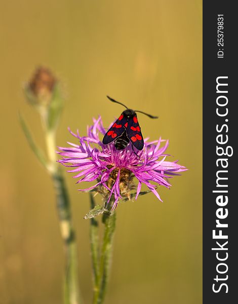 Zygaena filipendulae